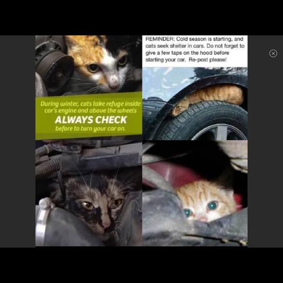 ❤️Please be kind to homeless cats and kittens❤️ - Picture 7 of 9